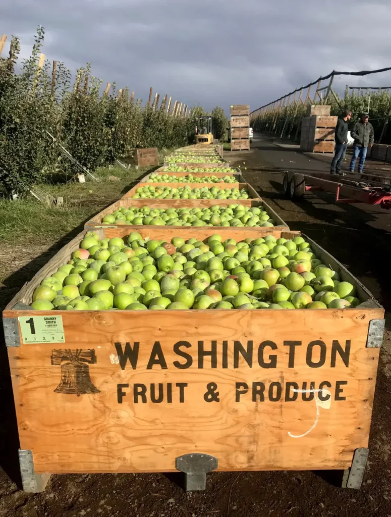 bins of green apples