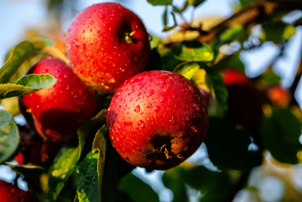red apple on tree