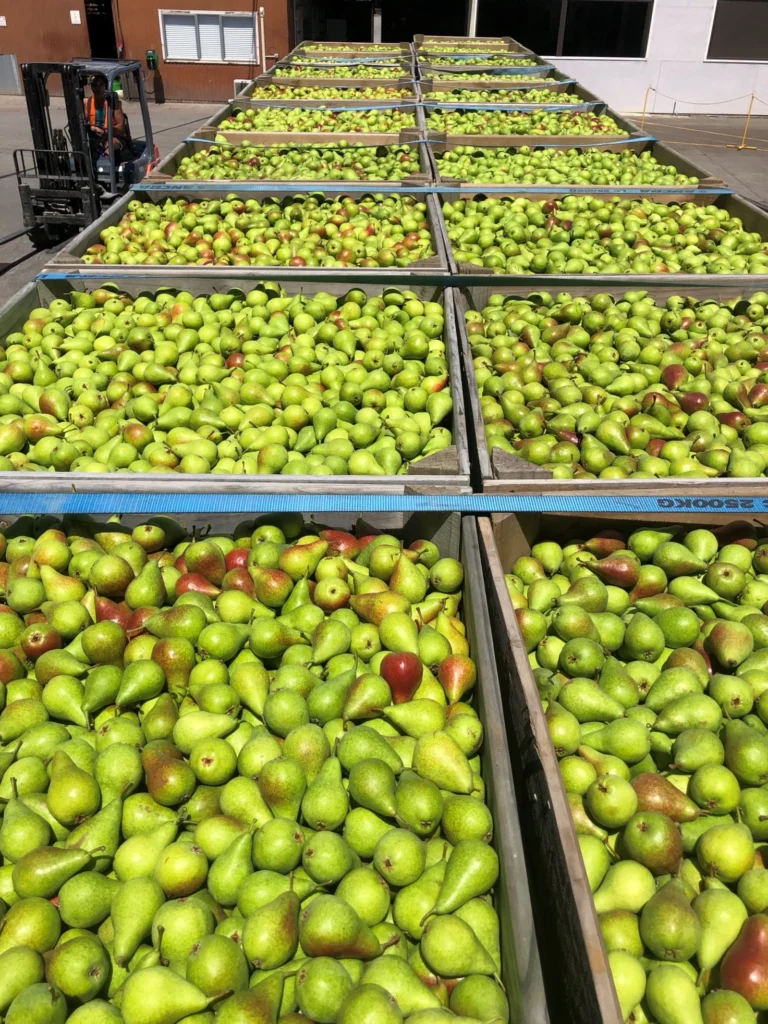 pears