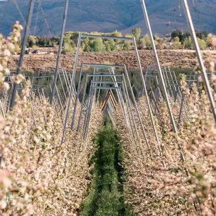 apple blossoms