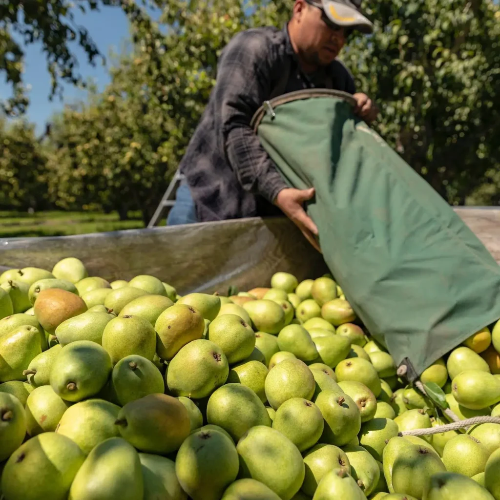 pears in bin