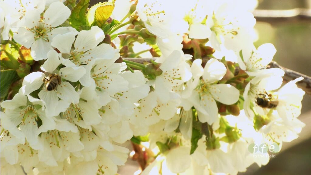 cherry blossom in bloom