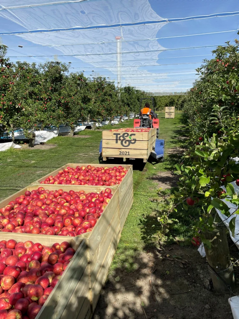 apple bins