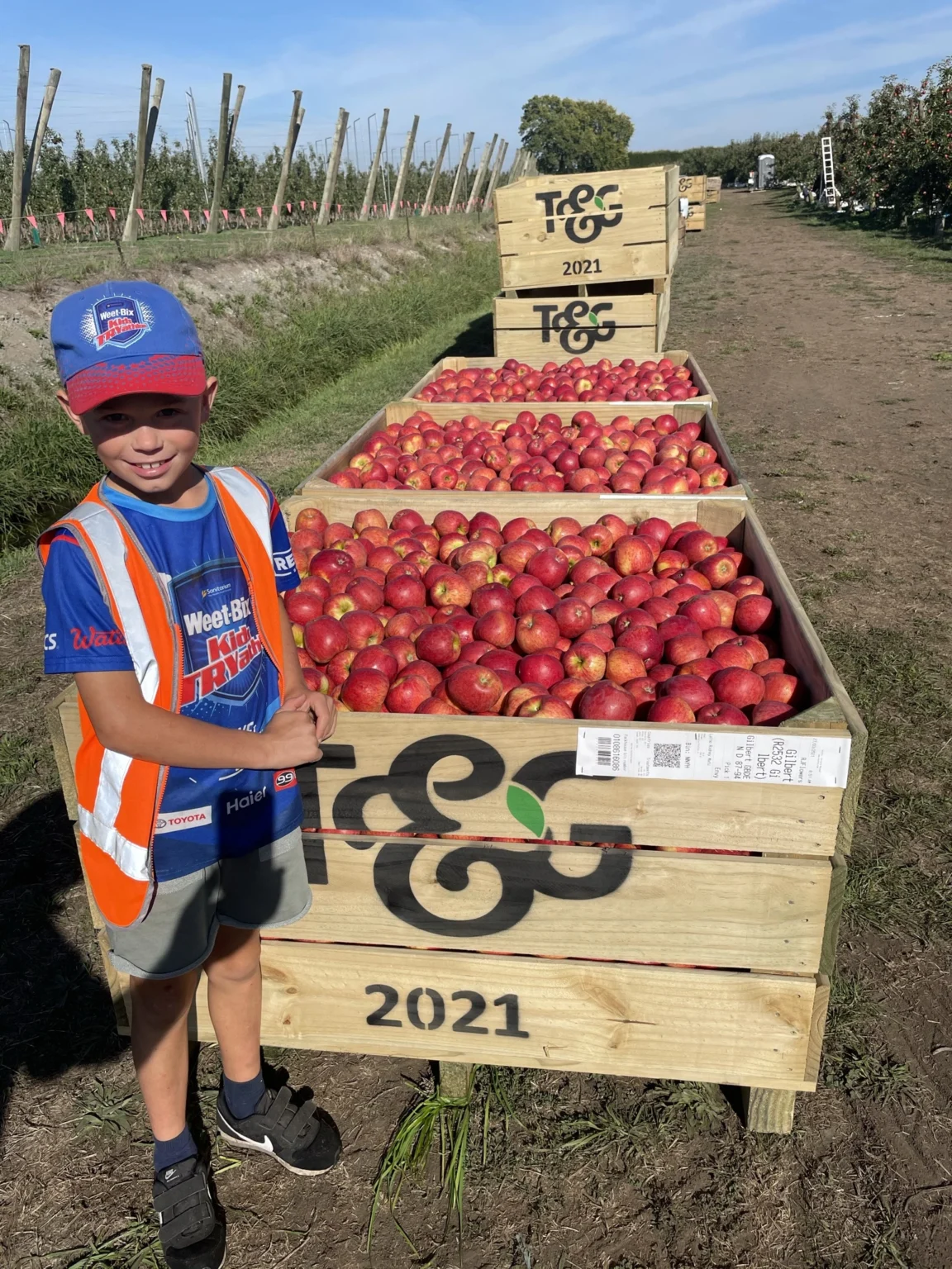 apple bins