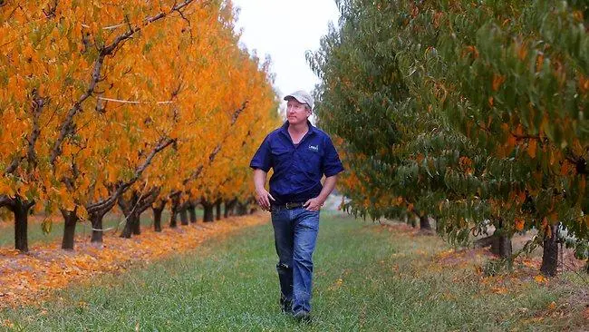 man in orchard