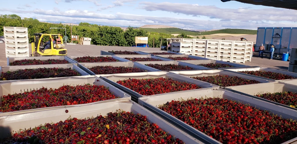 lots of bins of cherries