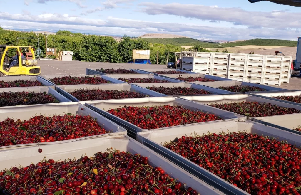 bins of cherries