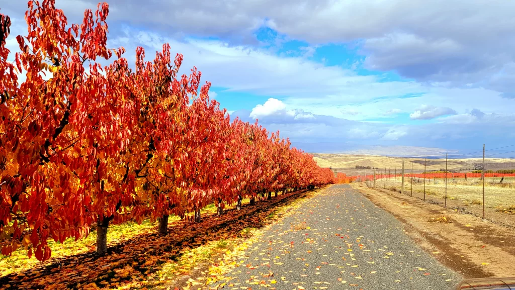 photo of orchard