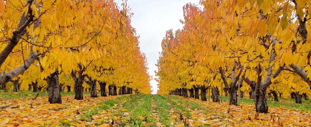 orchard in autumn