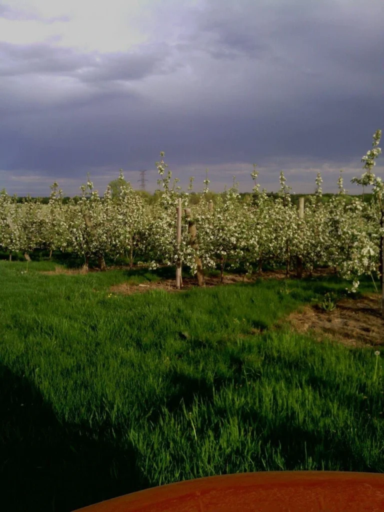 fruit trees