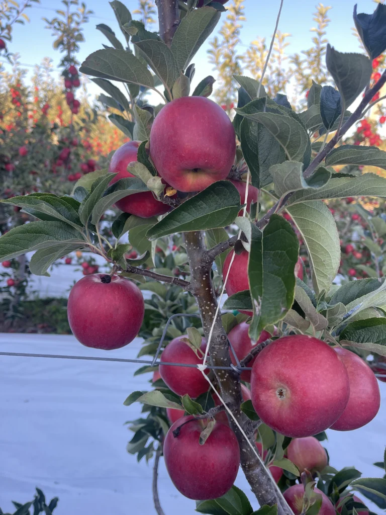 red apples on tree