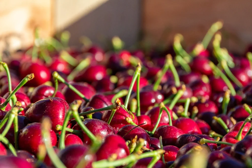 bins of cherries