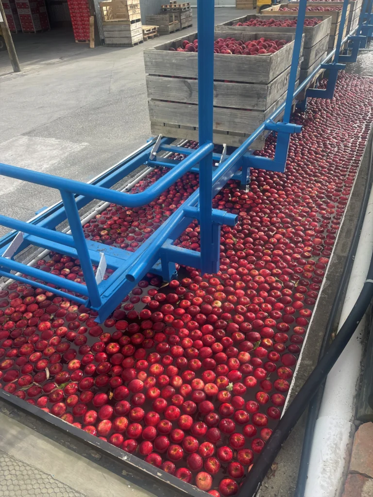 apple flowing through apple packhouse