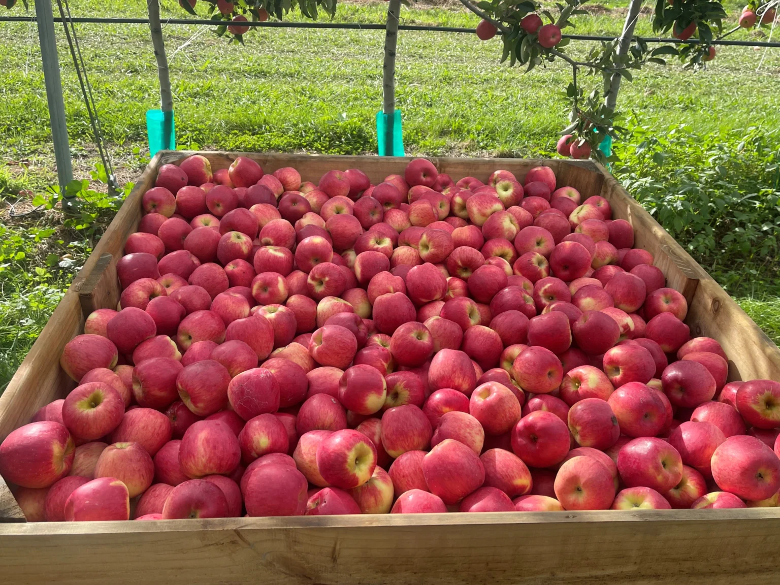 bin of red apples