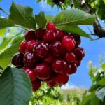 cherries