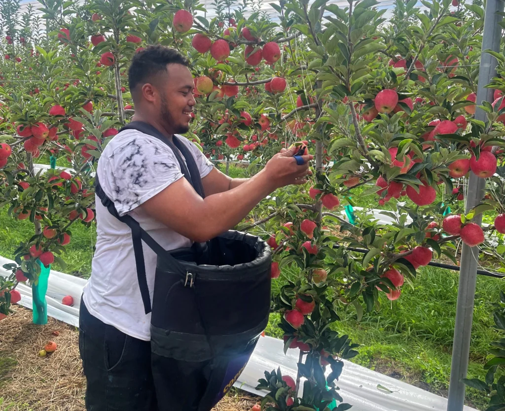 apple picker picking apples on Nelson orchard
