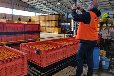 citrus packhouse
