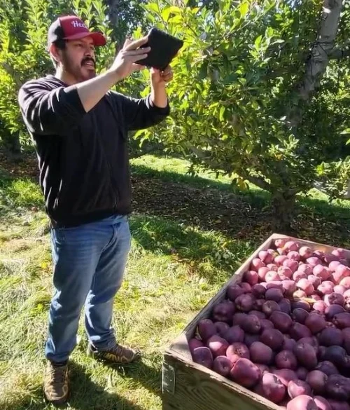 fruit bin in orchard