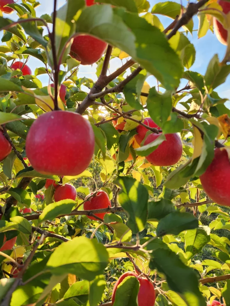 apples